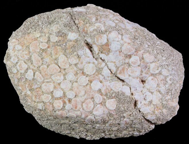 Eodiaphyodus (Fish) Tooth Plate - Cretaceous #65197